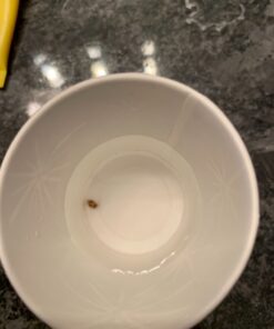 Herb Pharm Stone Breaker (Chanca Piedra) Compound Liquid for Urinary System Support - 1 Fl Oz 1 Fl Oz (Pack of 1) 33 71nKDREiU L