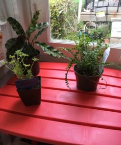 Adams Manufacturing 8500-26-3700 Plastic Quik-Fold® Side Table, Cherry Red 21 71nKdaRZOTL