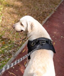 EXPAWLORER Upgraded No Pull Dog Harness with Leash Set - Adjustable Reflective Dog Vest Harness with 3 Drings, Easy Control Handle, Hook and Loop Panel, for Medium Large Dogs Black X-Large 20 71nKlFmeRjL