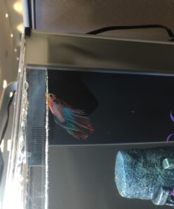 Fluval SPEC Freshwater Aquarium Kit, Aquarium with LED Lighting and 3-Stage Filtration, 2.6 Gallon, Black, Large Breeds 2.6 Gal. 70 71nMvkJIZ L