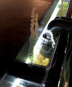 Aponogeton Ulvaceus Bulb - Aquarium Plant for Aquariums with temperatures Under 72F 45 71nOcUyn8WL