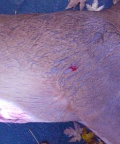 Swhacker SWH00207 #207 2 Inch Cut Broadheads Set of 3-100 Grain, Green, 2" 41 71nOvW1QWiL