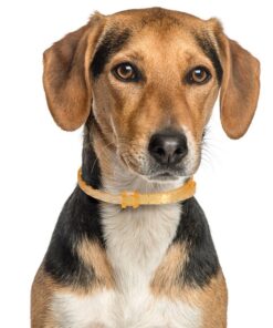 Natural Care Repellent Flea & Tick Collar for Dogs & Puppies, 4 Month Protection, White 16 71nQpat1GaL