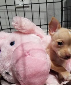 Dog Crates for Small Dogs - Dog Crate 20" Pet Cage Single-Door Best for Puppy & Kitten Pets - Wire Metal Kennel Cages with Tray - in-Door Foldable & Portable for Animal Out-Door Travel 20.0"L x 13.0"W x 16.0"H 43 71nT 14ny9L 1