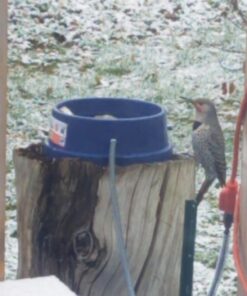 K&H Pet Products Thermal-Bowl Outdoor Heated Dog Bowl Blue 96 Ounces 37 71nU2tmF7L