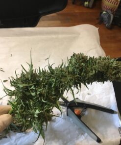 Fiskars Micro-Tip Pruning Snips - 6" Garden Shears with Sharp Precision-Ground Non-Stick Coated Stainless Steel Blade - Gardening Tool Scissors with SoftGrip Handle Pruning Snips (Non-Stick) 35 71nVHOSvw5L