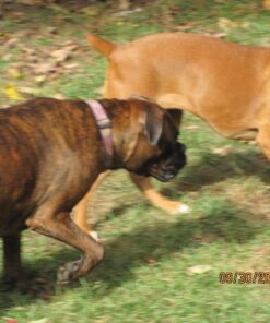 KONG Cozie Marvin Moose, Indoor Cuddle Squeaky Plush Dog Toy for Medium Dogs, Brown, 1 26 71nWWtTIL9L