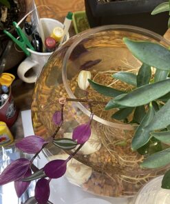 Tetra BettaSafe, aquarium Water Conditioner For Bettas, 1.69-Ounce, 50-Ml, Golds & Yellows, Model:16837 30 71nZsiGYGjL