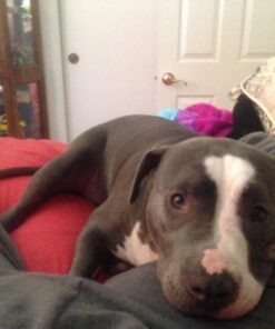 KirbyP et Owners Foaming Carpet Shampoo, White 128 Fl Oz 29 71naA6D M6L