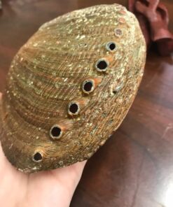 New Age Smudges & Herbs® 5 - 6 inches Premium Natural Abalone Shell &Wooden Stand~ Smudging, Cleansing Home, Meditation, Incense Holder, Home Décor, 100% Natural & Sustainable. 62 71naVGguCL 1