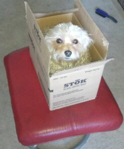 Purina Beneful High Protein, Gravy Wet Dog Food Variety Pack, Prepared Meals Stew - (6) 10 oz. Tubs 6.00 Ounce (Pack of 10) 26 71naowUvAhL