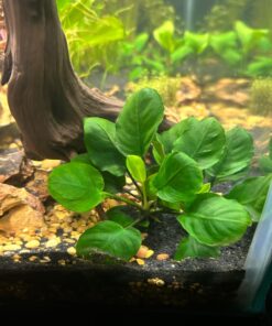 Anubias Barteri Coin Leaves Live Aquarium Plants Freshwater Rhizome 3 Days Live Guaranteed by Mainam 22 71nbS7xbeL