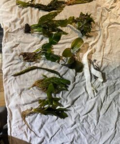 Florida 10 Species Live Aquarium Plants Bundle 45 71neutTmY2L