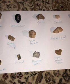 NATIONAL GEOGRAPHIC Mega Fossil Dig Kit - Excavate 15 Genuine Prehistoric Fossils, Kids Educational Toys, Great Science Kit Gift for Girls and Boys (Amazon Exclusive) 40 71niJz2Lx6L