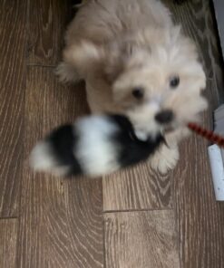 Outward Hound Tail Teaser Durable Dog Wand with Soft Plush Toys 26 71njXXjpfWL