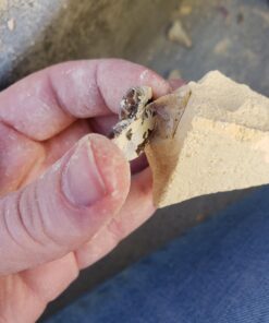 Alternative view of Mega Fossil Dig Kit - Educational