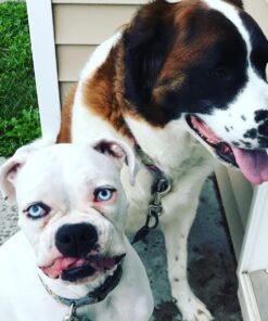 Wahl USA Flea & Tick Repelling Dog Shampoo for Pets – Defense Formula with Eucalyptus Cedar & Rosemary – 24 Oz - 820007A 20 71nkdMZ8 CL 1