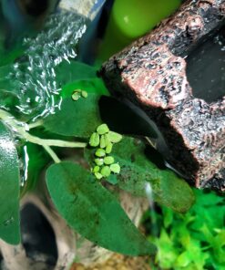 12 Water Spangles (Salvinia Minima), Live Aquarium/Aquatic/Floating/Pond/Freshwater Plant by G&Z 37 71nlNan5WPL