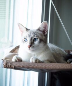 Oster Sunny Seat Window-Mounted Cat Bed, 50 Pounds 37 71nm9CmlGL