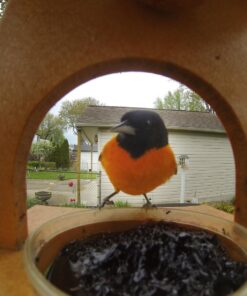 Songbird Essentials SERUBFJF Fruit and Jelly Oriole Feeder (Set of 1) 44 71nmsNQ0mxL