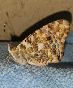 5 Live Caterpillars Shipped Now- Butterfly Kit Refill 46 71nnFtHWzSL