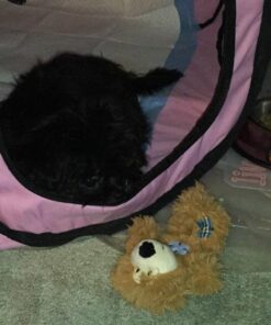 PET4FUN PN935 29" Portable Pet Puppy Dog Cat Animal Playpen Yard Crates Kennel w/Premium 600D Oxford Cloth, Tool-Free Setup, Carry Bag, Removable Security Mesh Cover/Shade, 2 Storage Pockets(Pink) Upgrade Version: 29" x 29" x 17" Medium Pink 44 71notoSBPeL