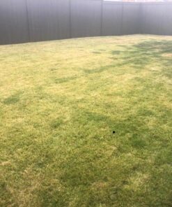 Scotts Turf Builder Lawn Food - Fertilizer for All Grass Types, 5,000 sq. ft., 12.5 lbs. 5,000 sq. ft. 58 71ntIfgOrbL