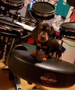 Gibraltar 6608 Heavy Drum Throne Multicolored 33 71nu98Kl3oL