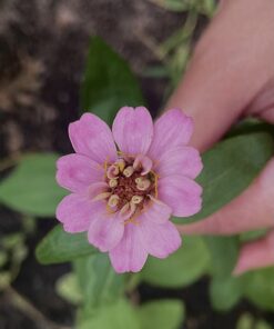 Outsidepride Zinnia Elegans Lilliput Heat & Drought Tolerant Garden Cut Flower Mix - 1000 Seeds Lilliput Mix 58 71nuL hGBmL