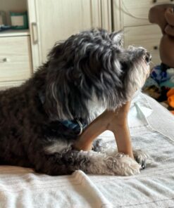 Benebone Wishbone Durable Dog Chew Toy for Aggressive Chewers, Real Bacon, Made in USA, Medium 37 71nx8zt0XtL