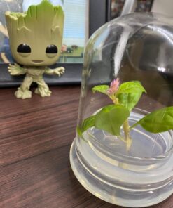 BLOOMIFY Celosia Flower Terrarium, Zero Care, Cockscomb, 4" Jar 38 71nxSlnW4L