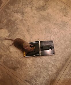 Mouse Trap Mouse Traps Indoor Mouse Traps for House Mouse Traps Outdoor Mice Traps for House Indoor 6 Pack M1-6 Packs 31 71o VDa4SQL