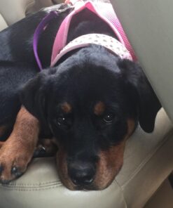 Ample Nutrition Complete Pet Prebiotic + Probiotic for Dogs & Cats, 60ct Pork Flavored Pearls 28 71o0 nqFhL