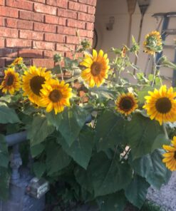 Seed Needs, Firecracker Sunflower (Helianthus annuus) Twin Pack of 85 Seeds Each 31 71o24OkG2pL