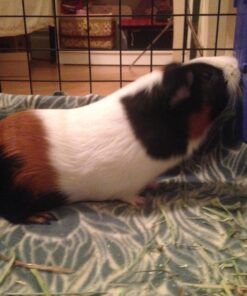 Whitmor Storage Cubes - Stackable Interlocking Wire Shelves - 14.25"D x 14.5"W x 14.5"H - Black (Set of 6) 36 71o2eJPAmKL