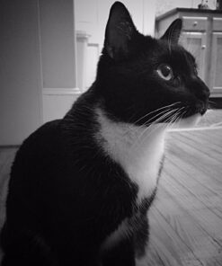 Wellness Complete Health Natural Grain Free Wet Canned Cat Food, Minced Turkey Entree, 5.5-Ounce Can (Pack of 24) 5.5 Ounce (Pack of 24) 15 71o4CO5UN4L