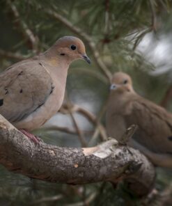 Nikon D500 DX-Format Digital SLR (Body Only), Base 71 71o4b8yKzCL