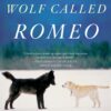 A Wolf Called Romeo Paperback, Illustrated 4 71o6DWctJIL
