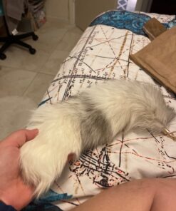 Fosrion Fluffy White Gray Arctic Fox Tail Fur Halloween Cosplay Alopex Lagopus KeyChain 37 71o6pExVbL