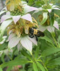 Seed Needs, Bee Balm Seed Packet Collection (3 Individual Varieties of Seed for Planting) Non-GMO & Untreated 23 71o9jyT6hvL