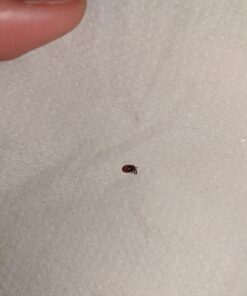 K9 Advantix II Medium Dog Vet-Recommended Flea, Tick & Mosquito Treatment & Prevention | Dogs 11-20 lbs. | 6-Mo Supply 6 Pack Medium Dog only 33 71oAQ1UaWL