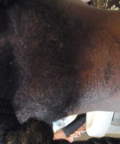 Tea Tree Oil Balm , Extra Strength, Pair Well with Jock Itch Cream, Spray, Athletes Foot, Ringworm Cream for Human, Fast Acting for Dry, Itchy Skin, Plant Powered Wonder Balm 44 71oAbWfe3FL