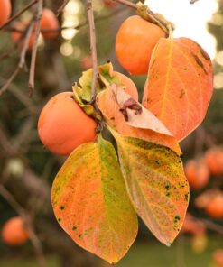 Nikon D750 w/ 24-120mm Lens 67 71oBrLNWKFL