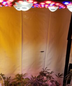 AGLEX 420W COB LED Grow Light, Full Spectrum Plant Grow Lamp with Daisy Chain Veg and Bloom Switch for Hydroponic Greenhouse Indoor Plant Veg and Flower (C2000) C2000 56 71oBsXh9m5L