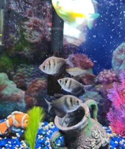 Alternative view of Zanyzap Pre-Filter Sponge 3 Pack for Fluval Edge Aquarium