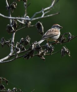 Tamron SP 150-600mm F/5-6.3 Di VC USD G2 for Nikon Digital SLR Cameras 76 71oEAC2JSLL