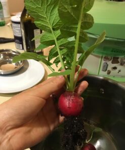 22,000 Non GMO Heirloom Vegetable Seeds, Survival Garden, Emergency Seed Vault, 34 VAR, Bug Out Bag - Beet, Broccoli, Carrot, Corn, Basil, Pumpkin, Radish, Tomato, More 44 71oFYUFZEL