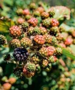 Sigma 18-35mm F1.8 Art DC HSM Lens for Nikon US Version 57 71oGStFMY1L