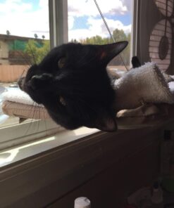 Oster Sunny Seat Window-Mounted Cat Bed, 50 Pounds 50 71oJFmrwtML