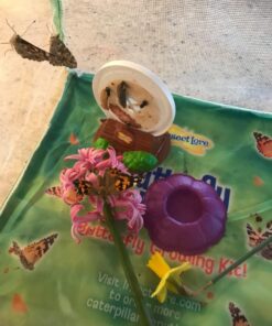 Butterfly Garden: Farm Habitat and Live Cup of Caterpillars – Life Science & STEM Education Butterfly Farm 46 71oKZlHViwL